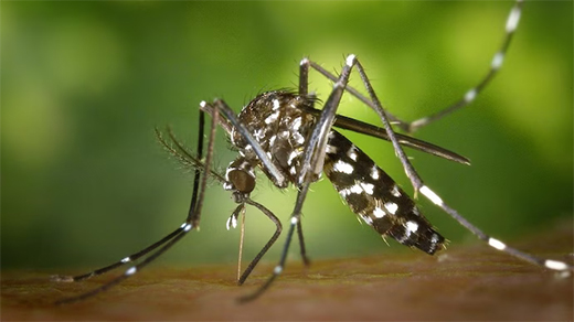 Dengue prevention 